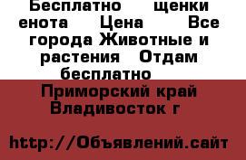 Бесплатно !!! щенки енота!! › Цена ­ 1 - Все города Животные и растения » Отдам бесплатно   . Приморский край,Владивосток г.